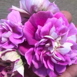 Пеларгония зональная DiaZ Maja