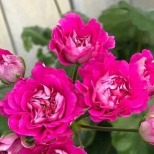 Пеларгония гибридный зонартик DiaZ Monarch