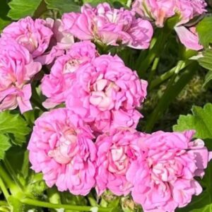 Пеларгония зональная DiaZ Sirena