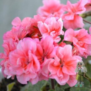 Пеларгония зональная Brookside Miranda