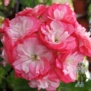 Пеларгония зональная Dung geul Dung geul miso