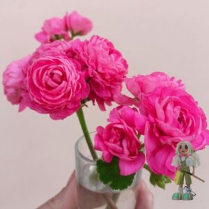 Пеларгония зональная Dynasty Daji