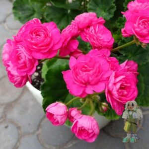 Пеларгония зональная Dynasty Daji