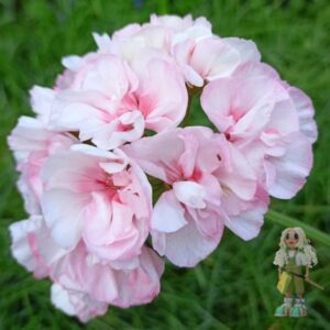 Пеларгония зональная Edwards Blanche