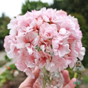 Пеларгония зональная Edwards Blanche