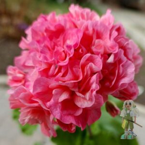 Пеларгония зональная Elnaryds Bente