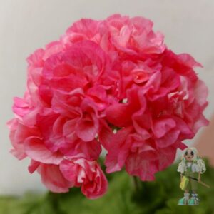 Пеларгония зональная Elnaryds Bente