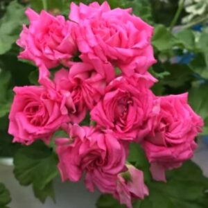 Пеларгония зональная ЕС- Скарлетт О’Хара