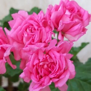 Пеларгония зональная ЕС- Скарлетт О’Хара