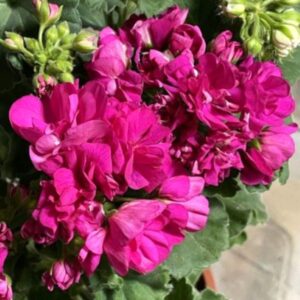 Пеларгония зональная ЕС-Сокровище Нации