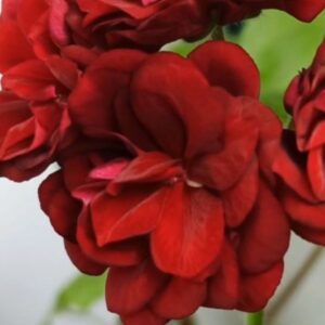 Пеларгония зональная ЕSS Чёрная жемчужина