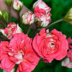 Пеларгония гибридная ЕSS Гейша