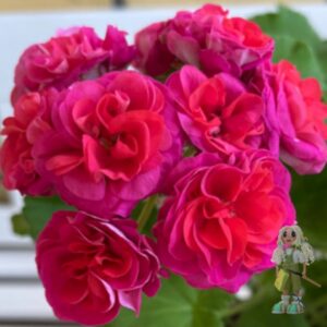 Пеларгония зональная ЕSS Перо Жар-птицы