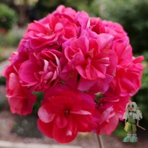 Пеларгония зональная ЕSS Перо Жар-птицы