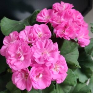 Пеларгония зональная ЕSS Солнечная девочка