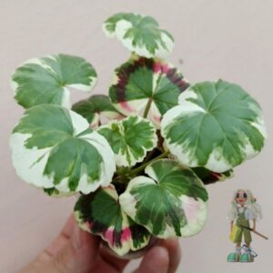 Пеларгония зональная Excalibur