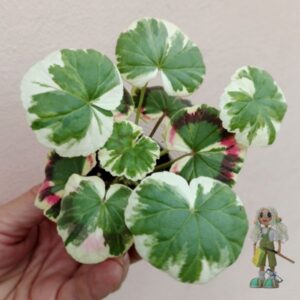 Пеларгония зональная Excalibur