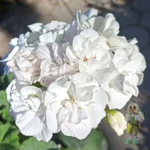 Пеларгония зональная Gardenia