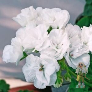 Пеларгония зональная Gardenia