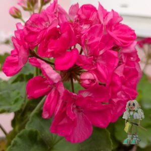 Пеларгония зональная Gerda