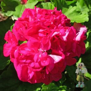 Пеларгония зональная Gerda