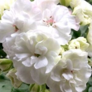 Пеларгония зональная Грация Лебединое Озеро