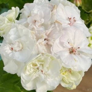 Пеларгония зональная Грация Лебединое Озеро