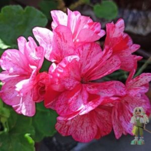 Пеларгония зональная Divas Raspberry Ripple