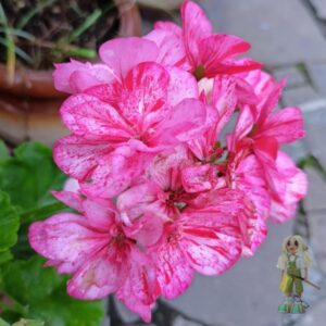 Пеларгония зональная Divas Raspberry Ripple