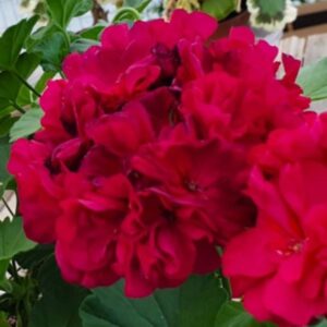 Пеларгония зональная Ирида Капля Черники