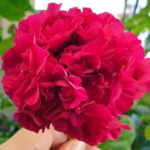 Пеларгония зональная Ирида Капля Черники