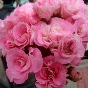 Пеларгония зональная Ирида Мамины Розы