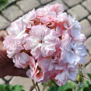 Пеларгония гибридный зонартик Ириол Акира