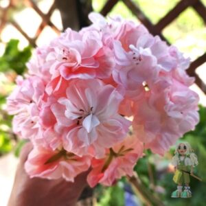 Пеларгония гибридный зонартик Ириол Акира