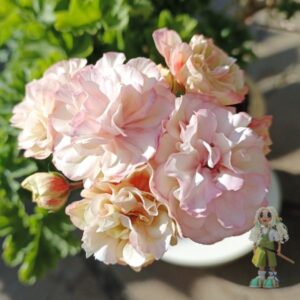 Пеларгония гибридный зонартик Ириол Алиенора Аквитанская