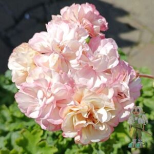 Пеларгония гибридный зонартик Ириол Алиенора Аквитанская