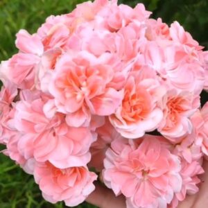 Пеларгония гибридный зонартик Ириол Профитроль