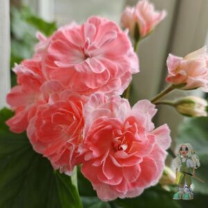 Пеларгония гибридный зонартик Ириол Профитроль