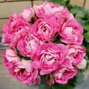 Пеларгония гибридный зонартик Ириол Сударыня Зоя