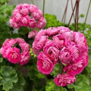 Пеларгония гибридный зонартик Ириол Сударыня Зоя