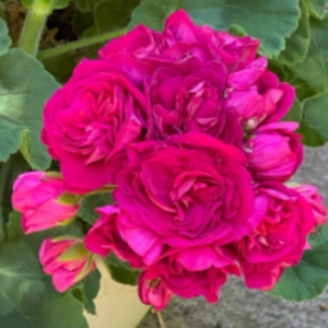 Пеларгония зональная ИВ-Эсфирь Прекрасная