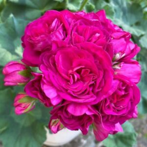 Пеларгония зональная ИВ-Эсфирь Прекрасная