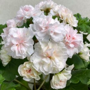 Пеларгония гибридный зонартик ИВ-Галина Уланова