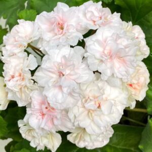 Пеларгония гибридный зонартик ИВ-Галина Уланова