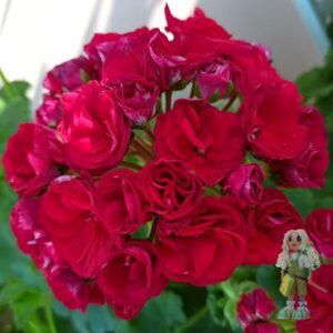 Пеларгония зональная ИВ-Королева Бирмы