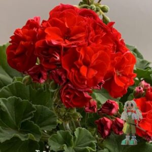 Пеларгония зональная ИВ-Королева Бирмы