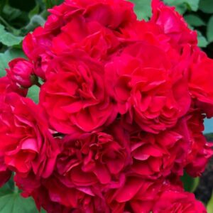 Пеларгония гибридная ИВ-Майя Плисецкая