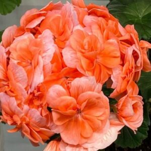 Пеларгония гибридная ИВ-Ночной Блюз