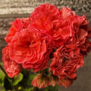 Пеларгония зональная ИВ-Солвейг