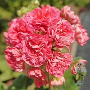 Пеларгония зональная ИВ-Солвейг